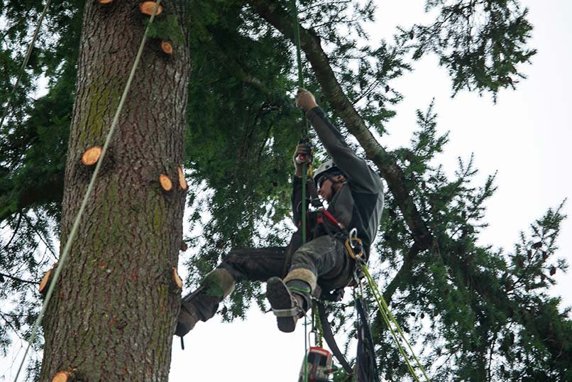 PDX Tree Service crew member prepping a tree