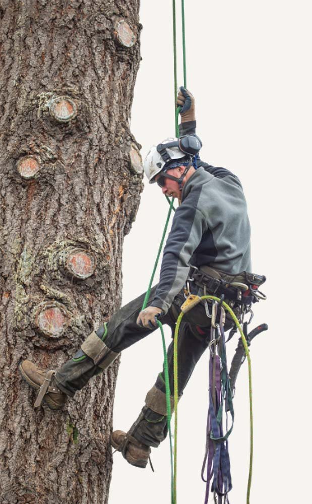 Tree climber performing professional tree service
