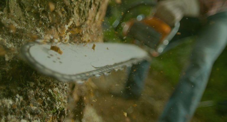 stump grinding services