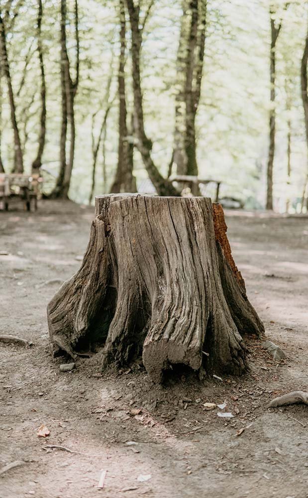 stump removal
