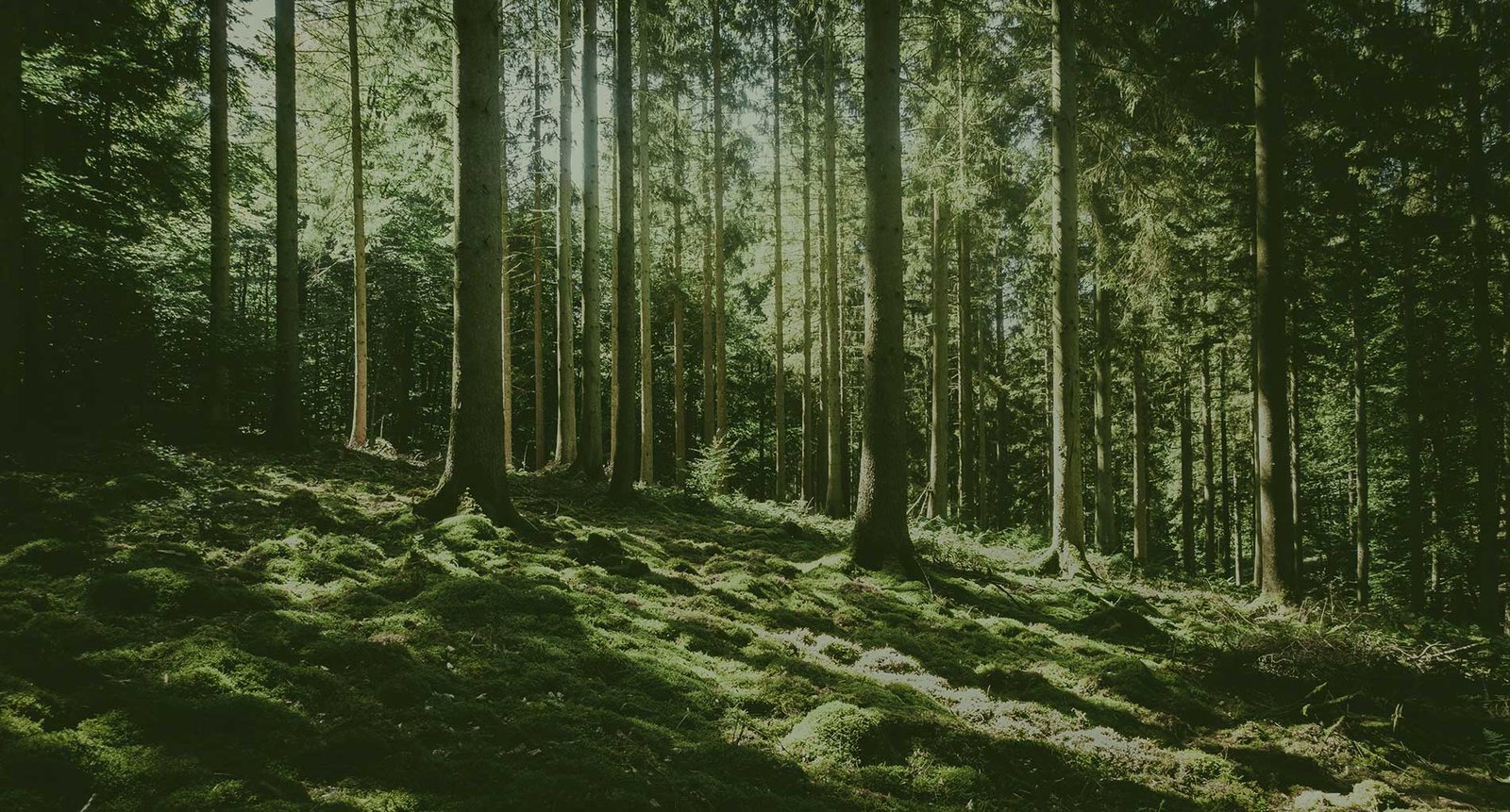 tree pruning services