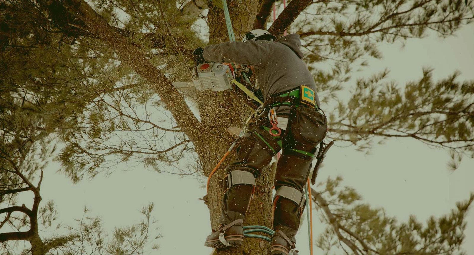 Professional equipment at Pdx Tree Service