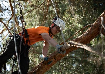 Professional Tree Pruning Services by PDX Tree Service