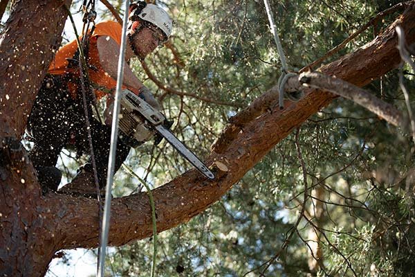 Tree cutting and pruning