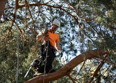 Professional Tree Pruning Services by PDX Tree Service