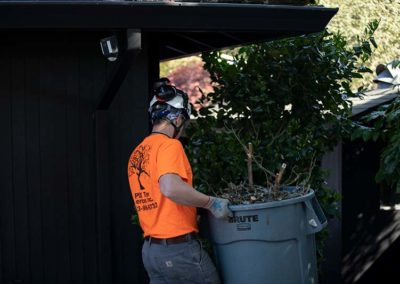 Professional Tree Removal Service