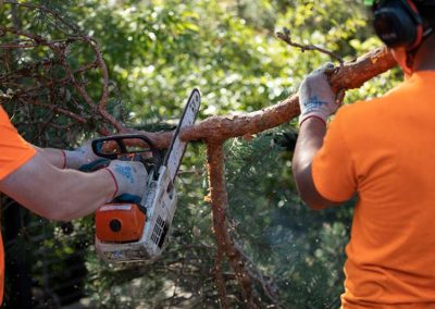 Professional Lot Clearing by PDX Tree Service in Portland, Or.