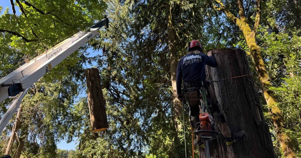Portland arborist removing tree with crane