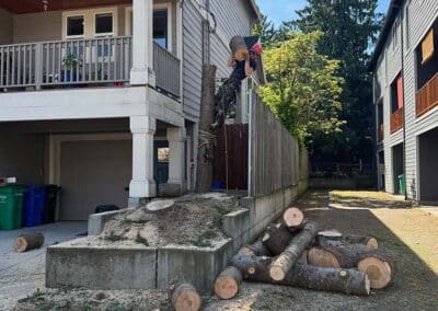Portland tree removal in tight space