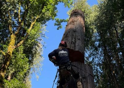 Portland tree removal with crane