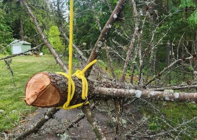 Portland rope rigging for tree removal