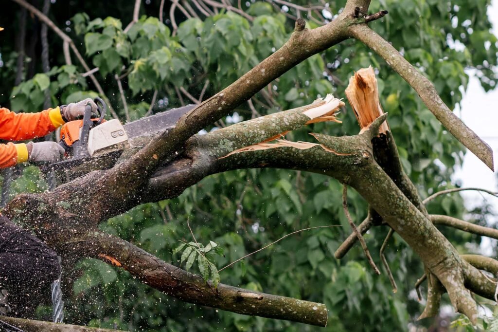 hanging tree limb
