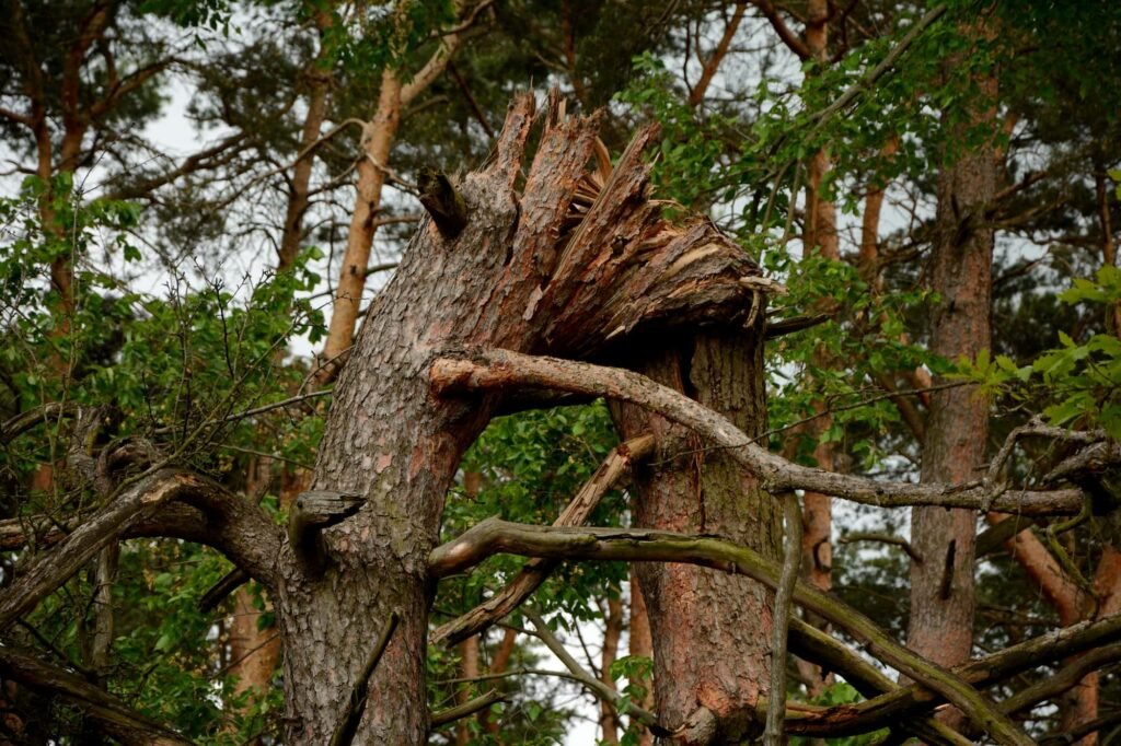 Hazardous tree with dead branches leaning over a home in Portland Oregon