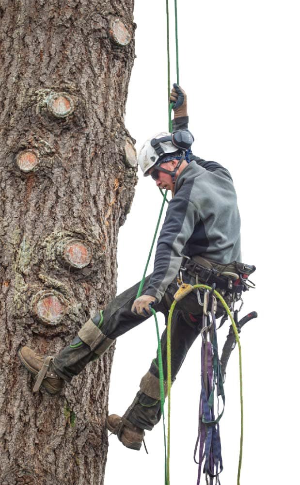 Arborist climbing tree for emergency service