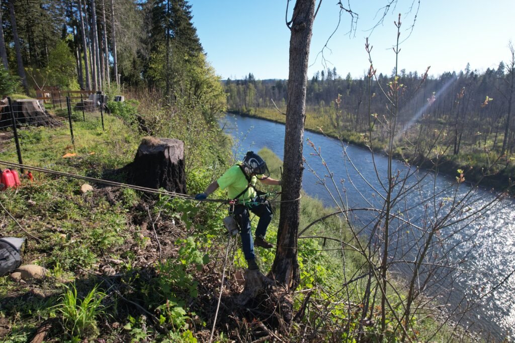 Certified arborist pruning a mature tree on a residential property in Oregon City Oregon