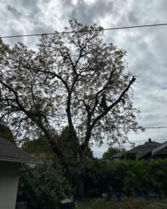 common mistakes homeowner make when pruning tree in oregon